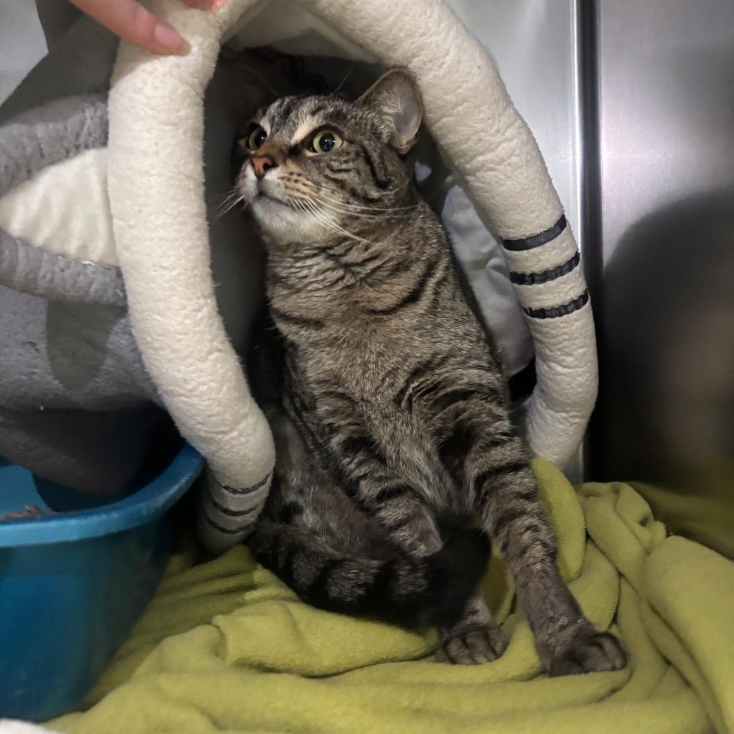 Enlarge Cindy, a Adoptable Domestic Short Hair in Canastota, NY image 3/5