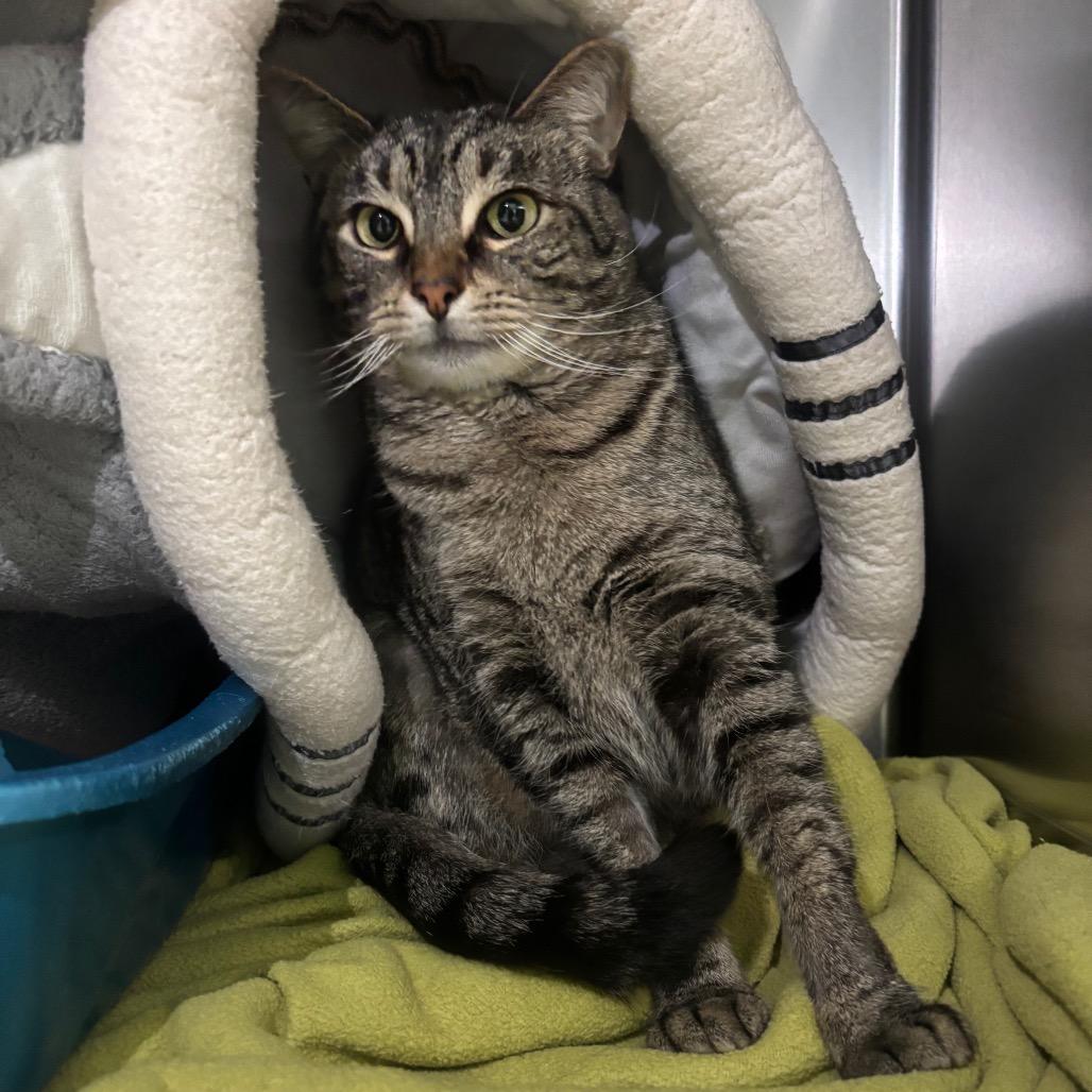 Enlarge Cindy, a Adoptable Domestic Short Hair in Canastota, NY image 4/5