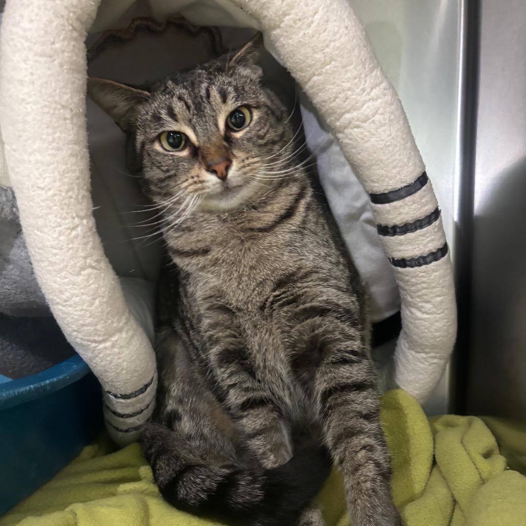 Enlarge Cindy, a Adoptable Domestic Short Hair in Canastota, NY image 5/5