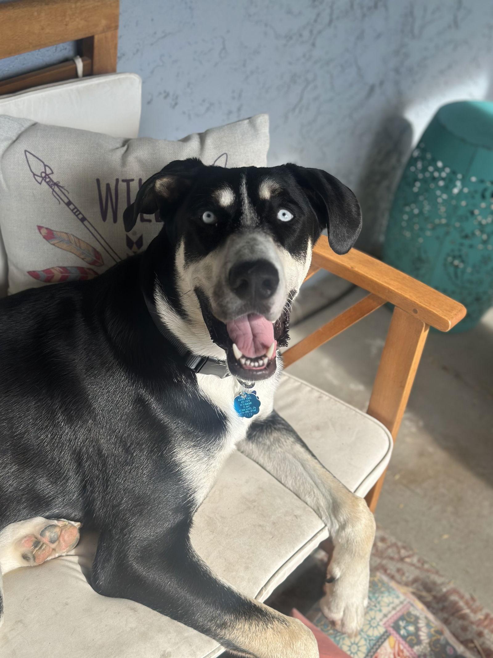 Moose, Adopted, Young Male Husky & Shepherd.