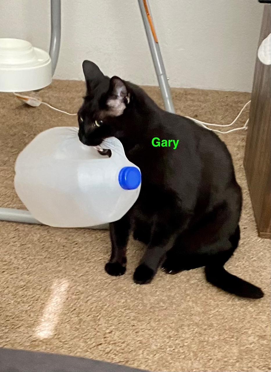 **COURTESY LISTING** Gary, an adoptable Domestic Short Hair in Moscow, ID, 83843 | Photo Image 2