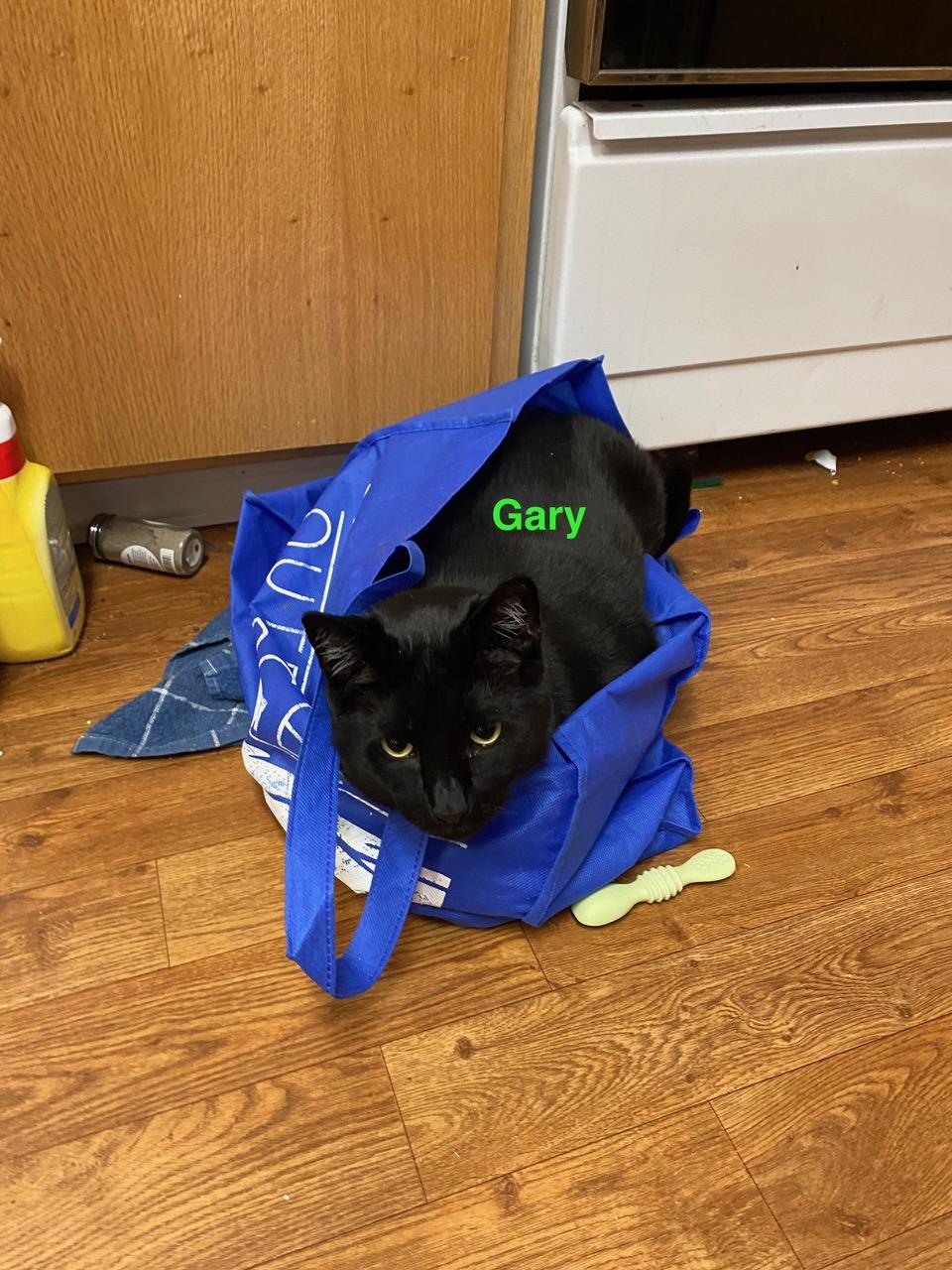 Enlarge **COURTESY LISTING** Gary, a Adoptable mixed breed in Moscow, ID image 2/6