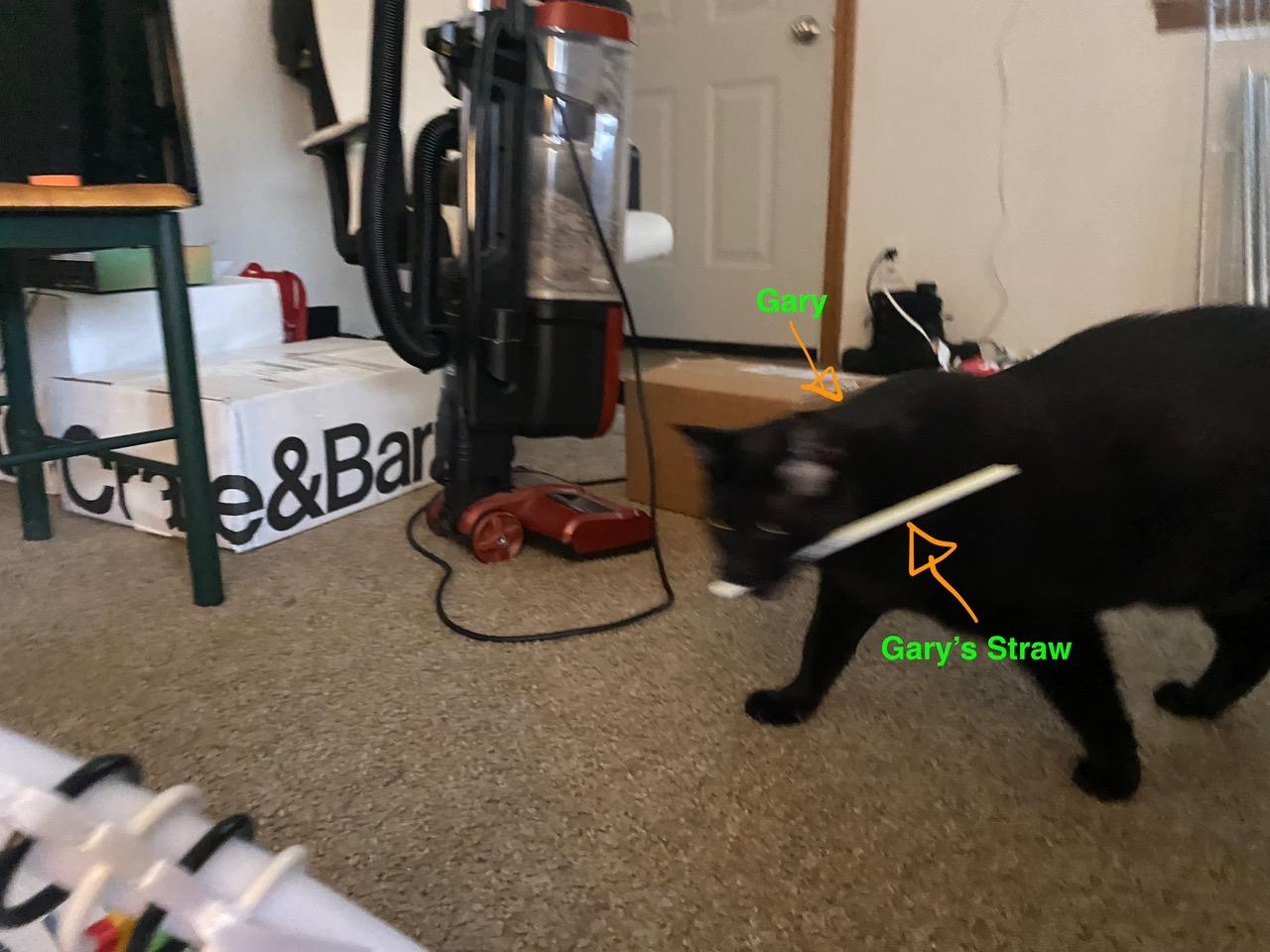 Enlarge **COURTESY LISTING** Gary, a Adoptable mixed breed in Moscow, ID image 5/6