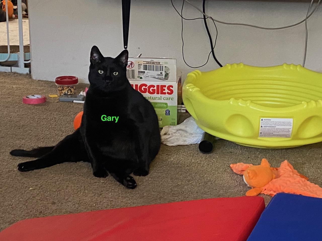 Enlarge **COURTESY LISTING** Gary, a Adoptable mixed breed in Moscow, ID image 6/6