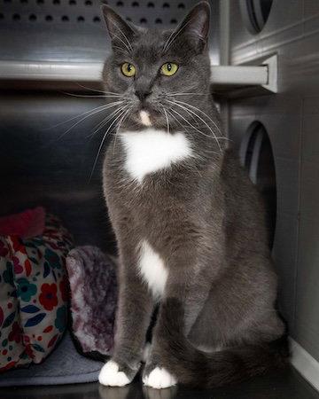 Spooky, Adoptable, Young Male Domestic Short Hair.