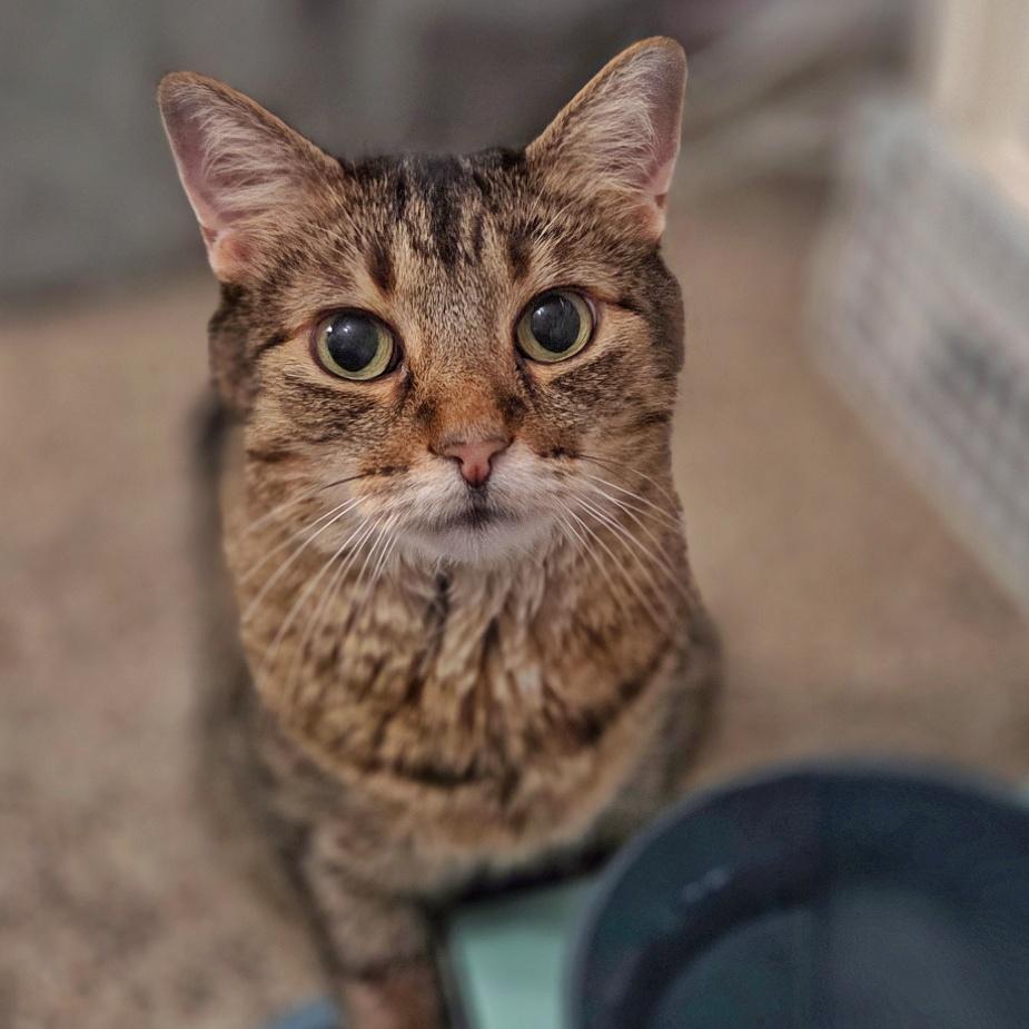 Libby Lou, Adoptable, Senior Female Domestic Short Hair.