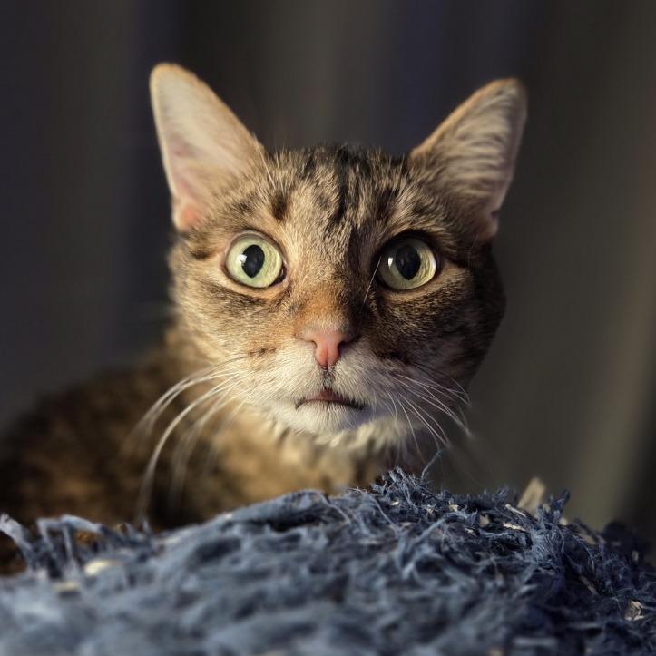 Enlarge Libby Lou, a Adoptable Domestic Short Hair in Saint Charles, MO image 3/4