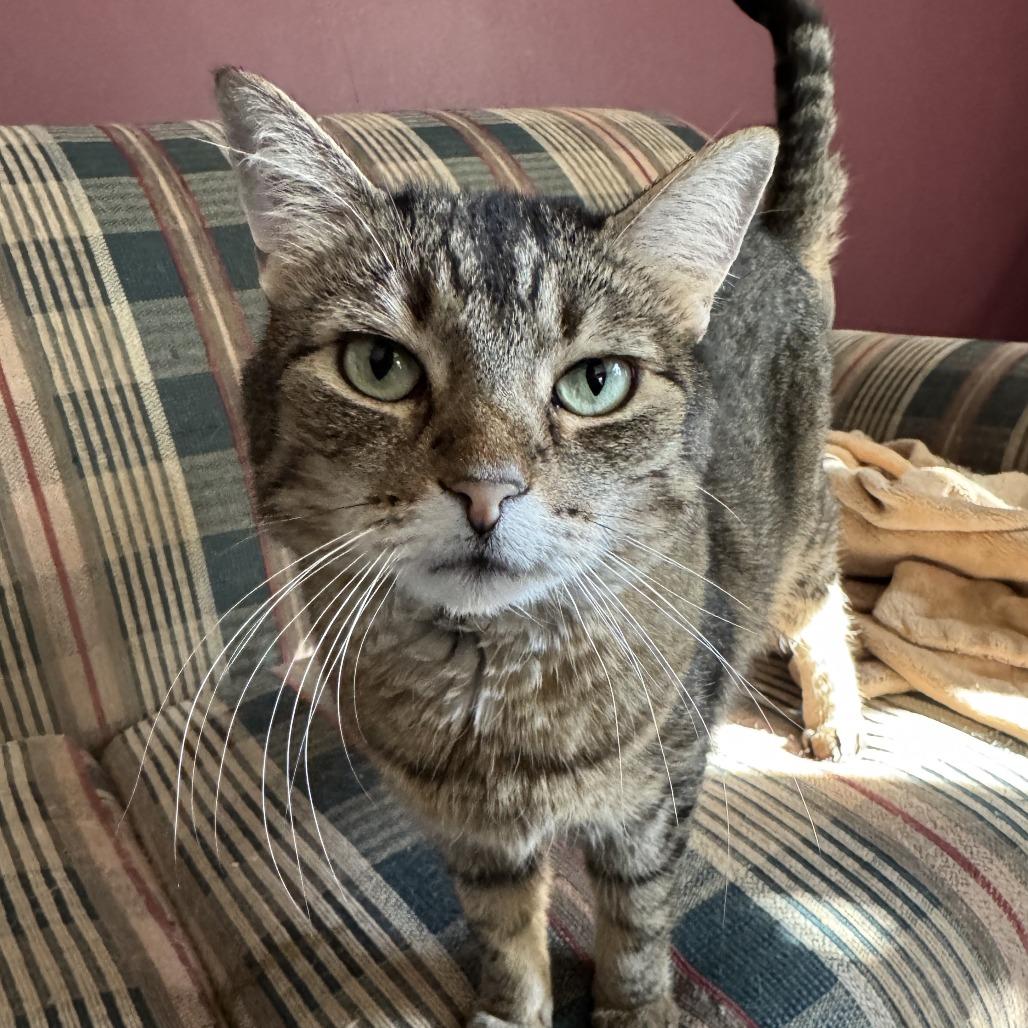 Enlarge Libby Lou, a Adoptable Domestic Short Hair in Saint Charles, MO image 4/4
