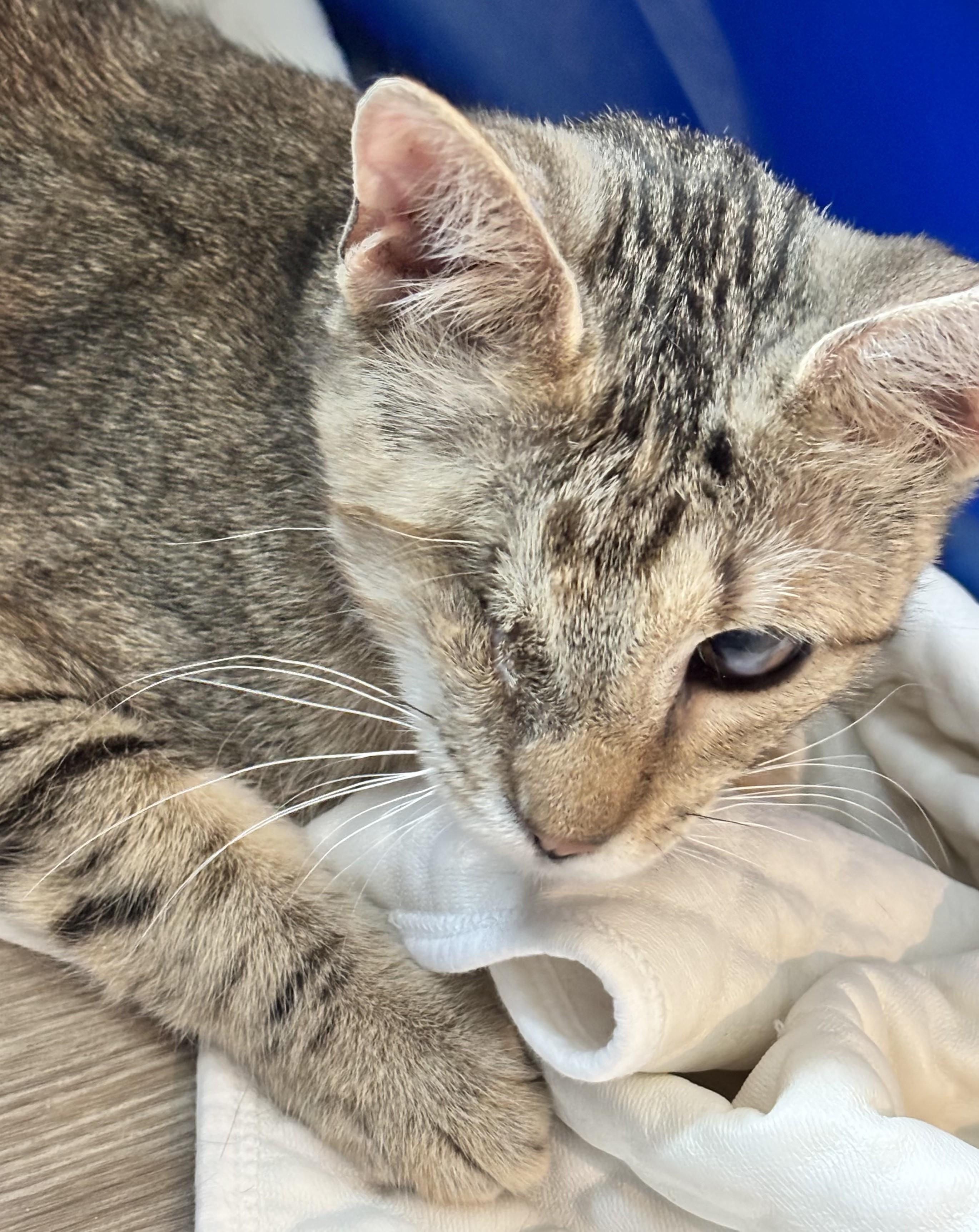 Janine, an adopted mixed breed in Germansville, PA image 4/4