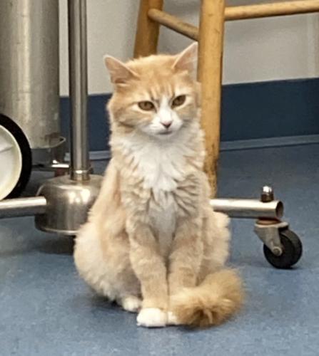 Maple, Adoptable, Young Female Domestic Long Hair.