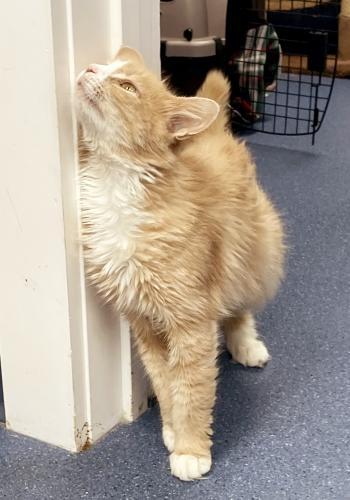 Maple, a Adoptable Domestic Long Hair in St. Johnsbury, VT image 2/3