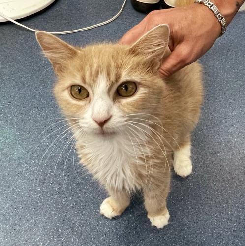 Maple, a Adoptable Domestic Long Hair in St. Johnsbury, VT image 3/3