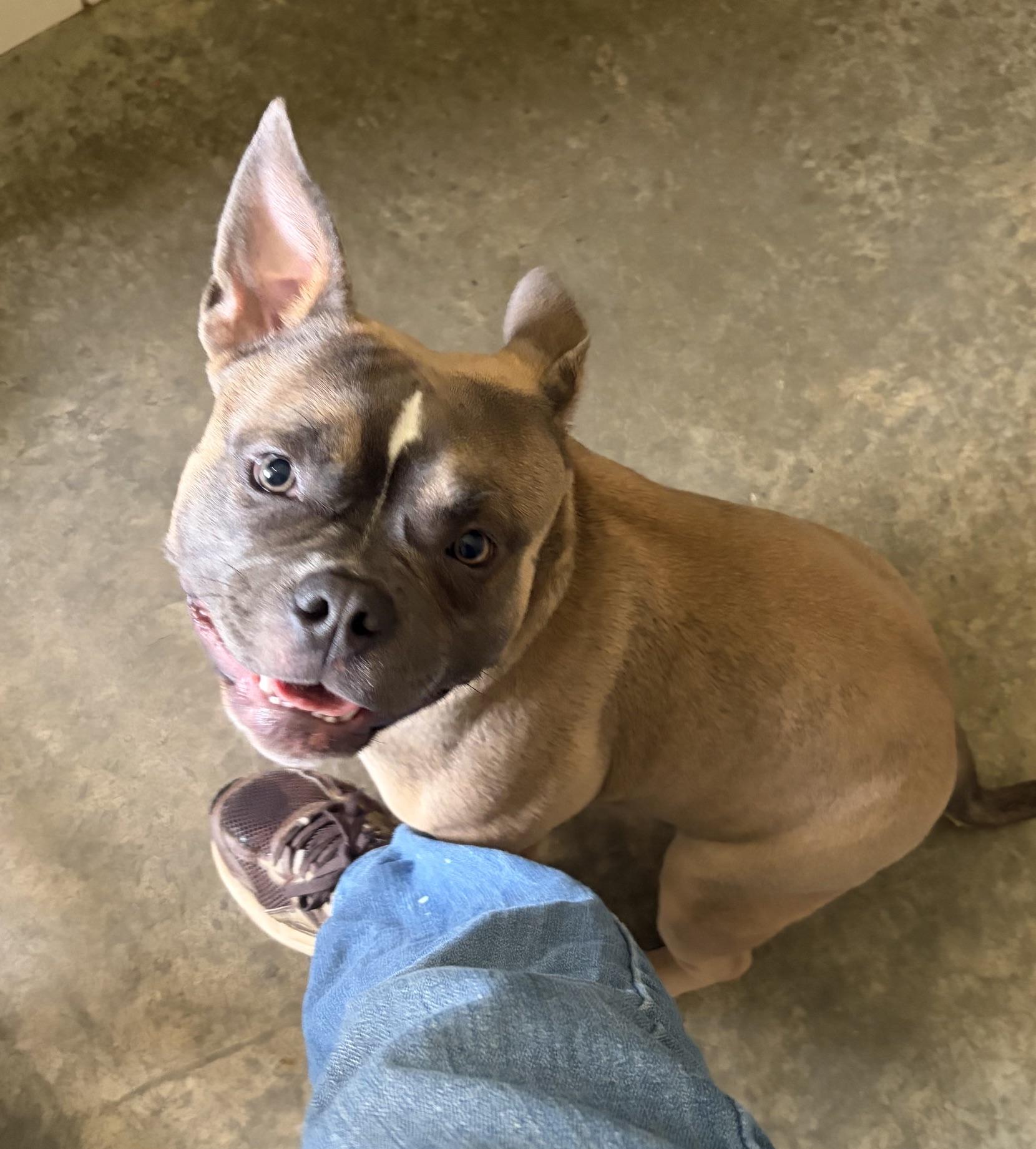 Enlarge Harper, an adopted mixed breed in Seneca, PA image 2/2