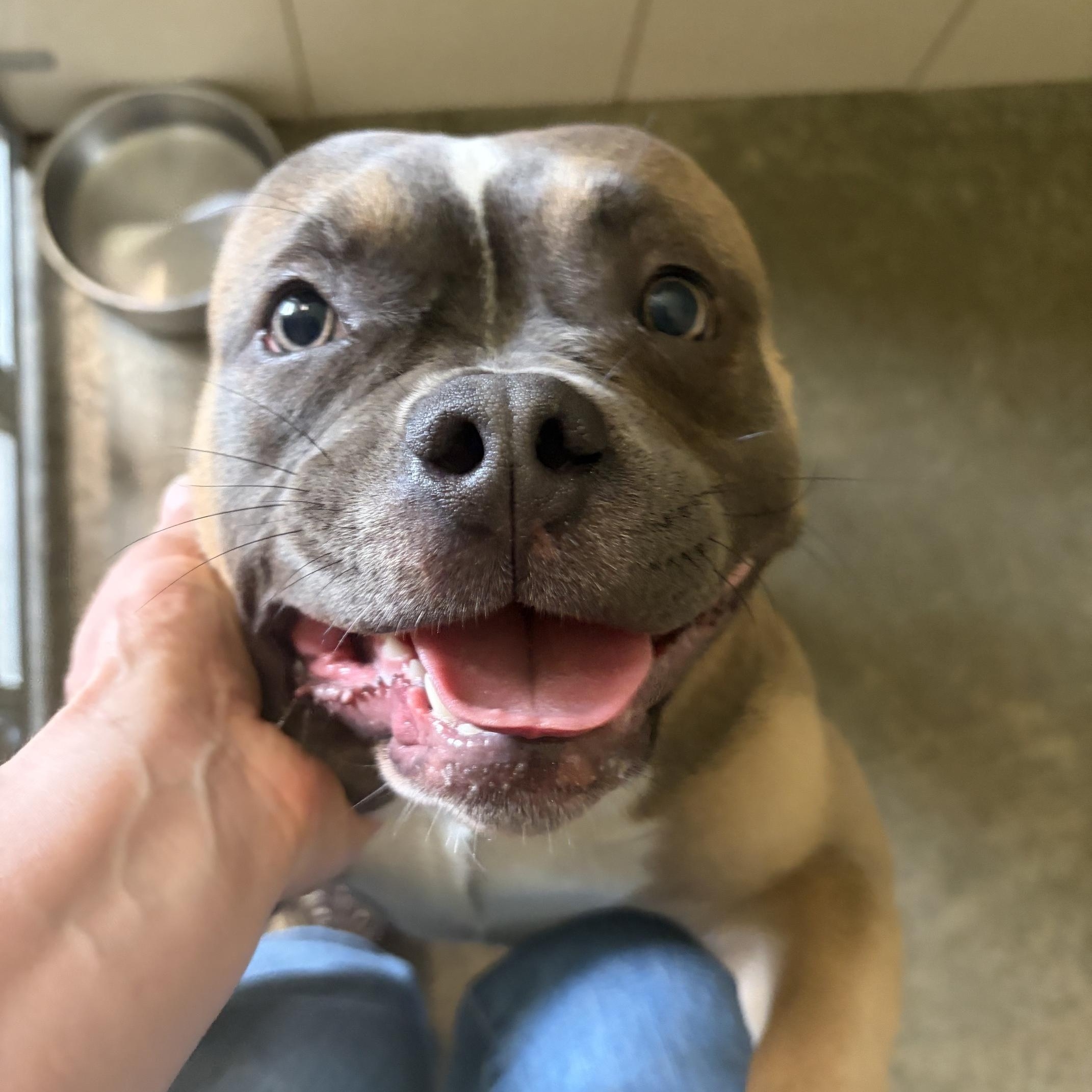 Enlarge Harper, an adopted mixed breed in Seneca, PA image 1/2