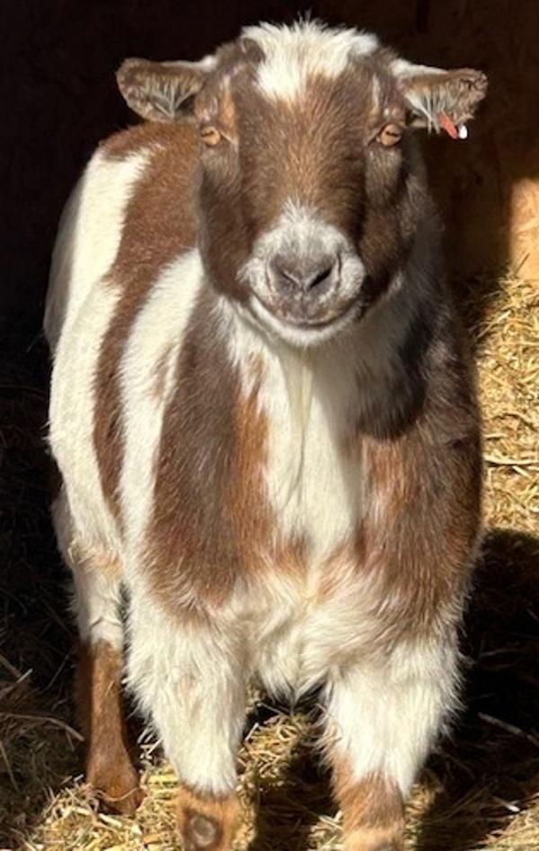 Cliff, Adoptable, Adult Male Goat.