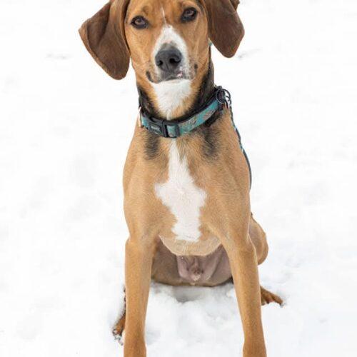 Nico, Adoptable, Adult Male Foxhound.