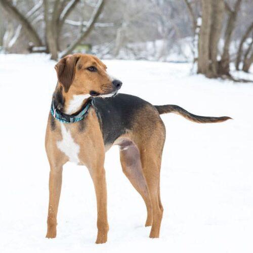 Nico, a Adoptable Foxhound in Duart, ON image 2/4