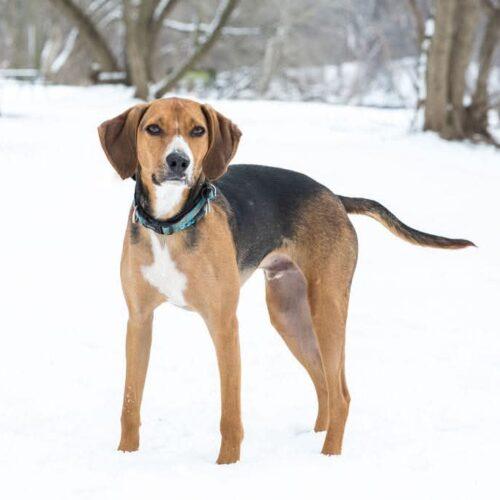 Enlarge Nico, a Adoptable Foxhound in Duart, ON image 2/4