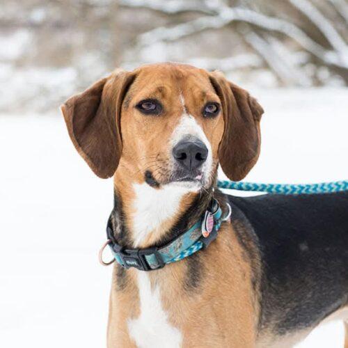 Enlarge Nico, a Adoptable Foxhound in Duart, ON image 4/4