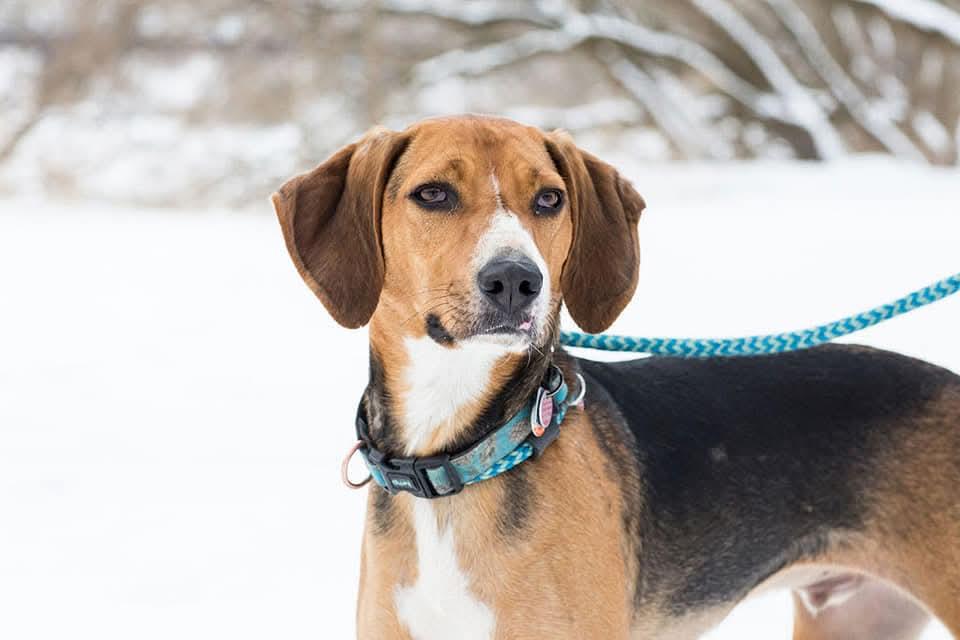 Nico, a Adoptable Foxhound in Duart, ON image 4/4