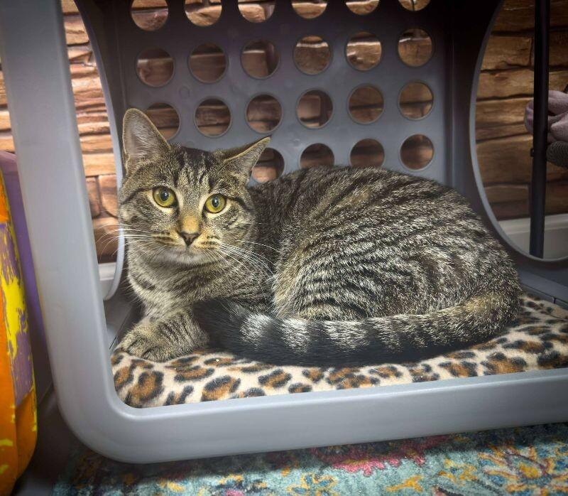 Tiggy, Adoptable, Adult Female Domestic Short Hair.