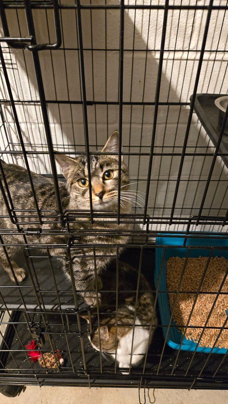 Enlarge Tiggy, a Adoptable Domestic Short Hair in MOUNT AIRY, NC image 2/2