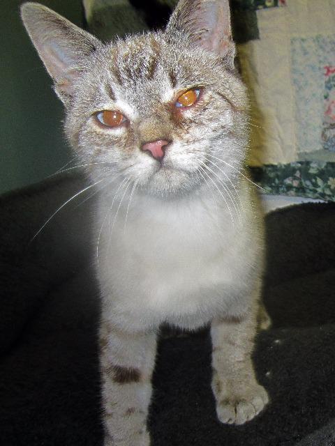 Enlarge Cosmic, a Adoptable mixed breed in Kodiak, AK image 1/3