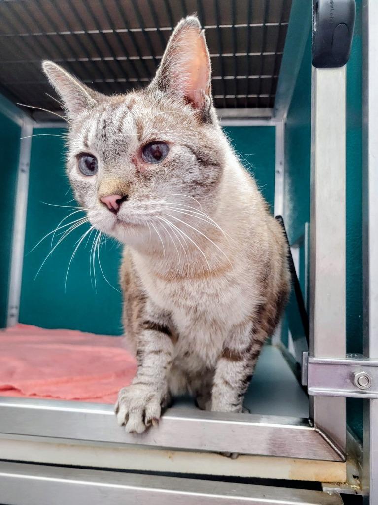 Enlarge Cosmic, a Adoptable mixed breed in Kodiak, AK image 2/3