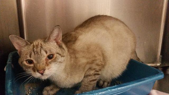 Enlarge Cosmic, a Adoptable mixed breed in Kodiak, AK image 3/3