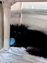 Care Bear, ADOPTABLE, Adult Female Domestic Short Hair.