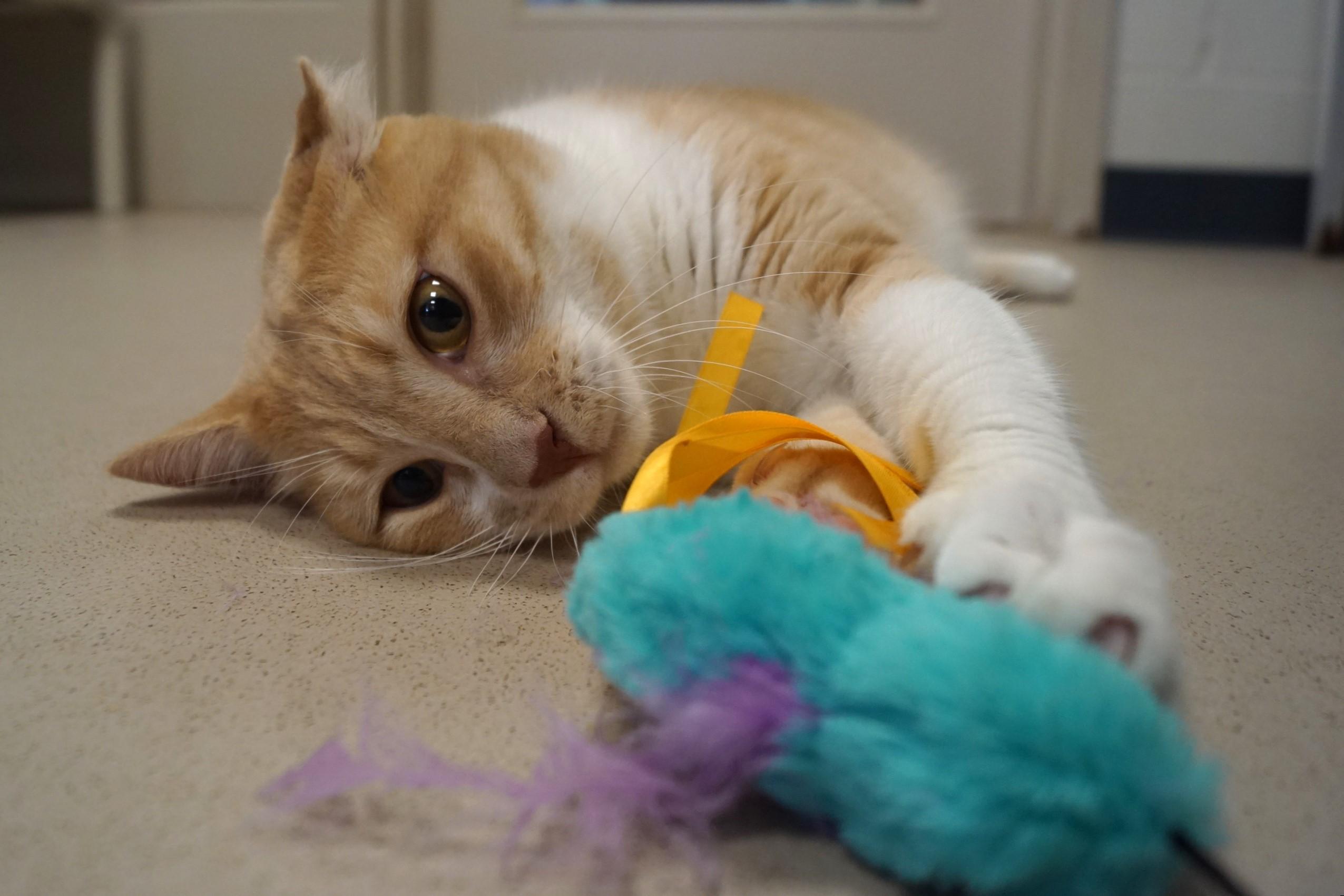 Dario Bonded w/Sergio