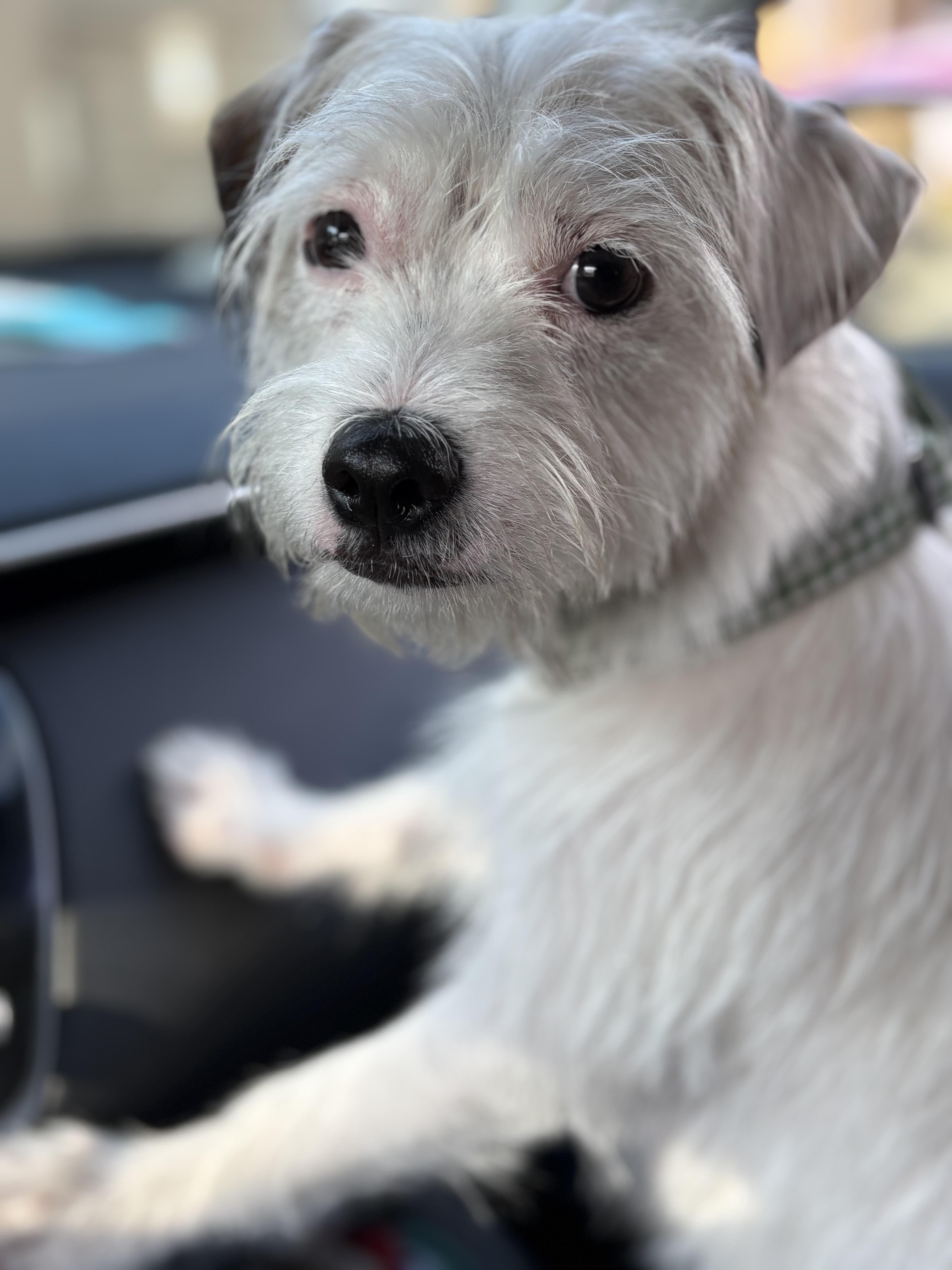Charley, adopted, Young Male Terrier & Jack Russell Terrier.
