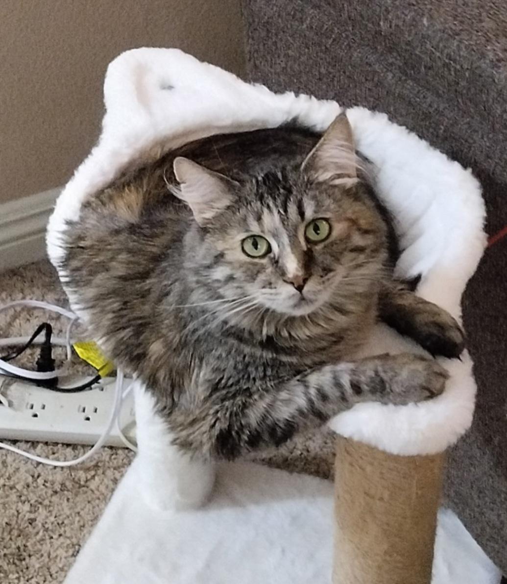 Sasha, ADOPTABLE, Adult Female Ragdoll & Maine Coon.