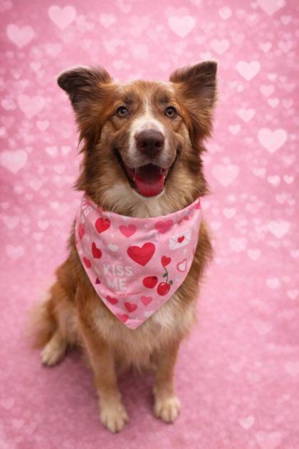 Enlarge Bonnie, a Adoptable mixed breed in Vincennes, IN image 1/1