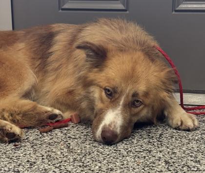 Bonnie, Adoptable, Adult Female Border Collie & Mixed Breed.