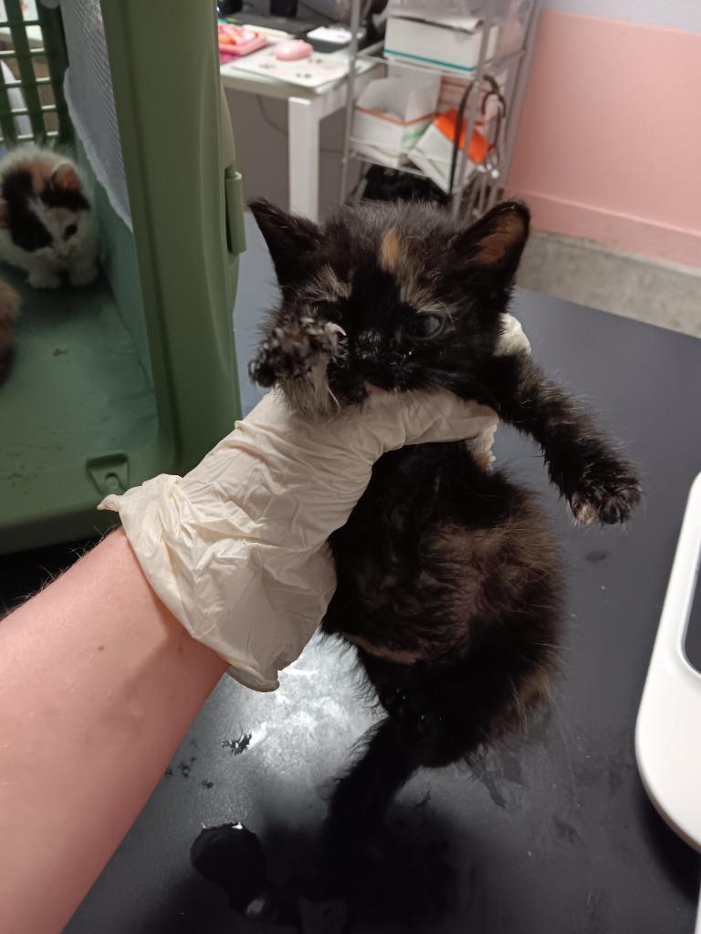 Phaze, Adoptable, Kitten Female Domestic Short Hair.