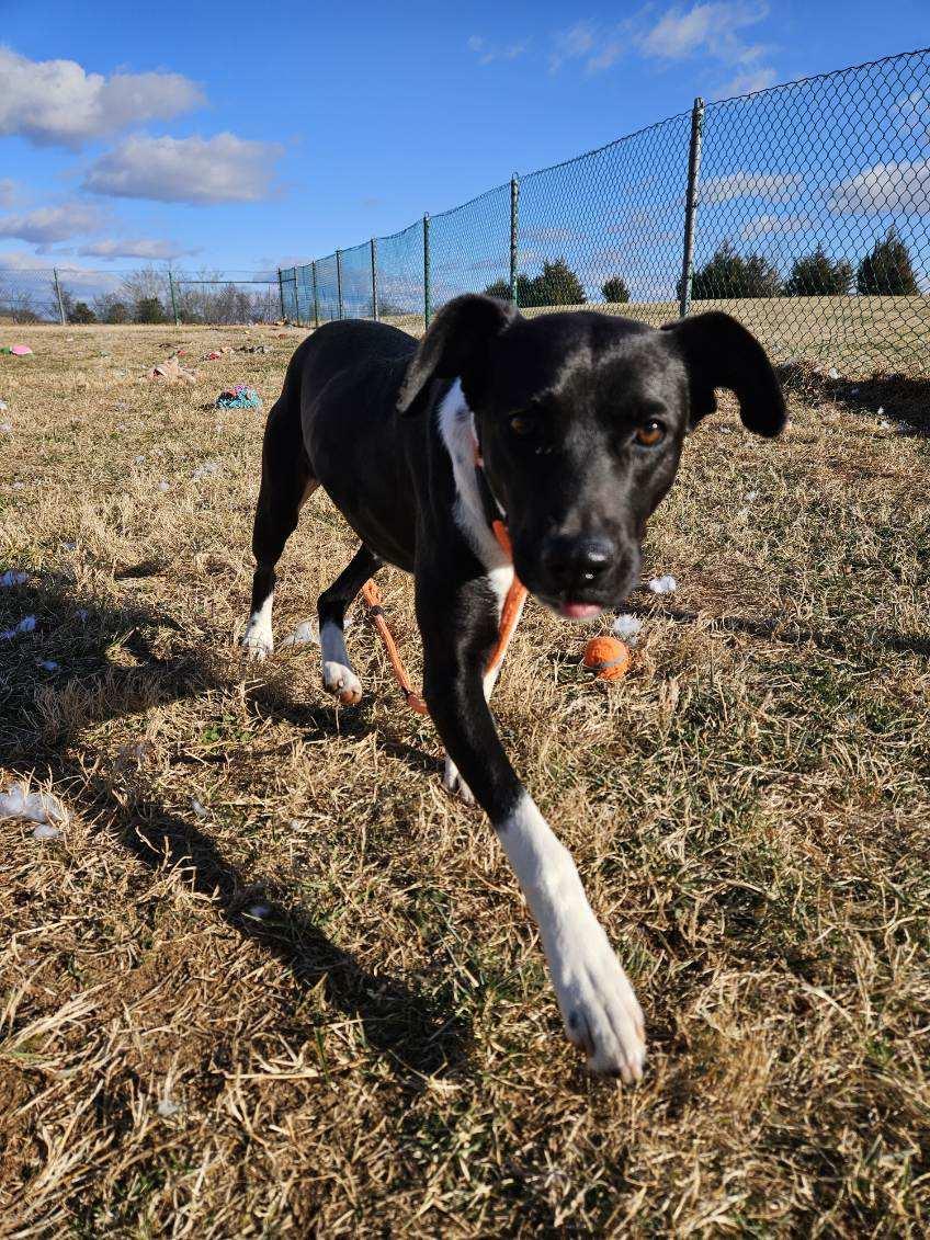 July, ADOPTABLE, Adult Female Black Labrador Retriever.