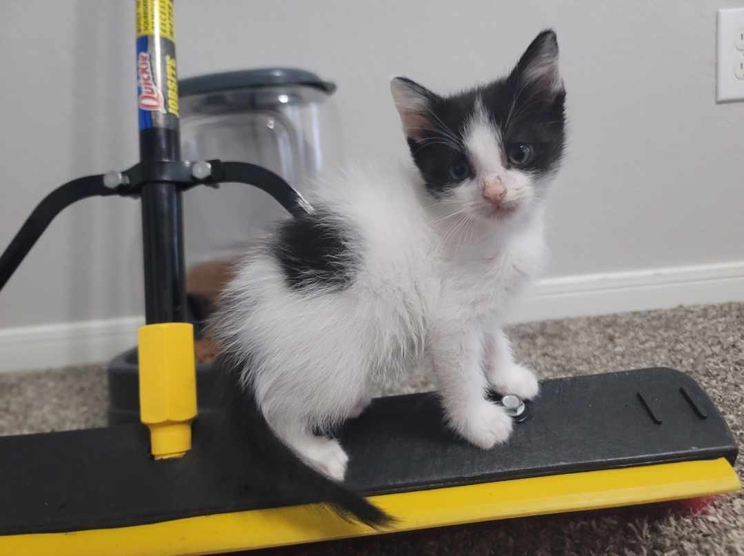 Enlarge Oreo, a Adopted mixed breed in Katy, TX image 1/2