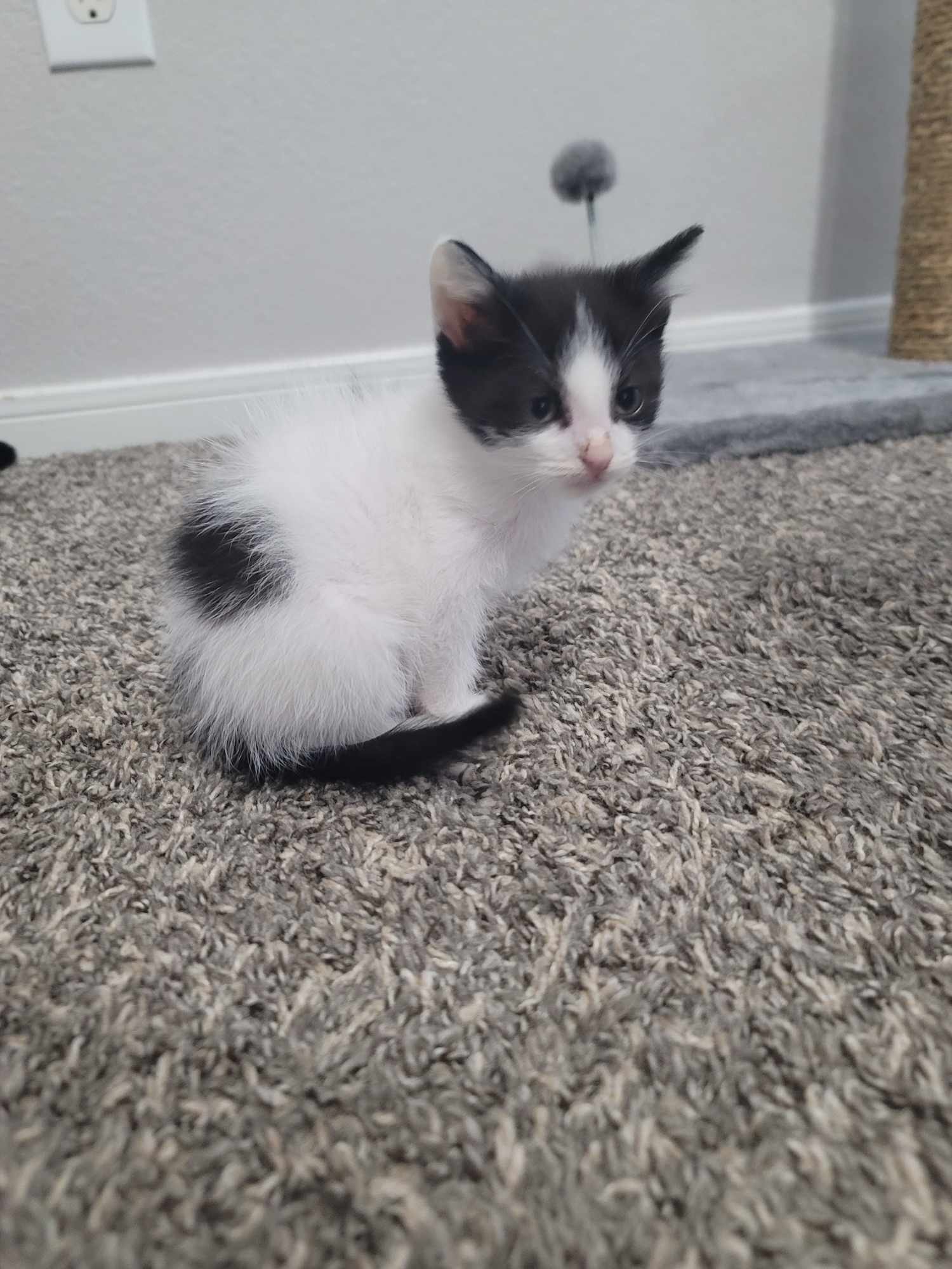 Enlarge Oreo, a Adopted mixed breed in Katy, TX image 2/2