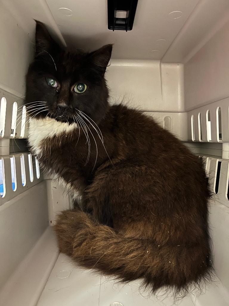 Enlarge Bigfoot, a Adoptable mixed breed in Mount Gilead, NC image 1/1