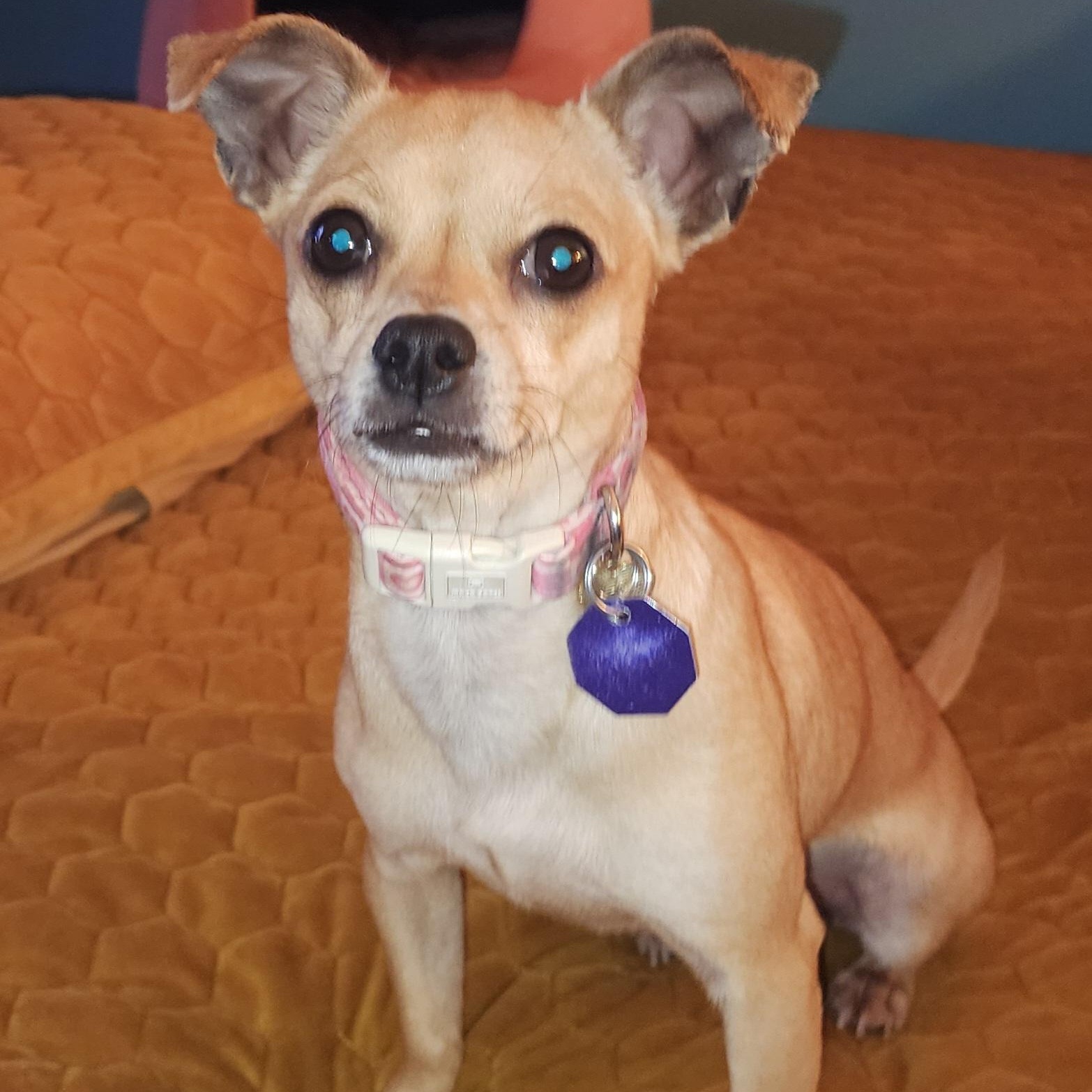 Cookie 2, a ADOPTABLE mixed breed in Toronto, ON image 2/6