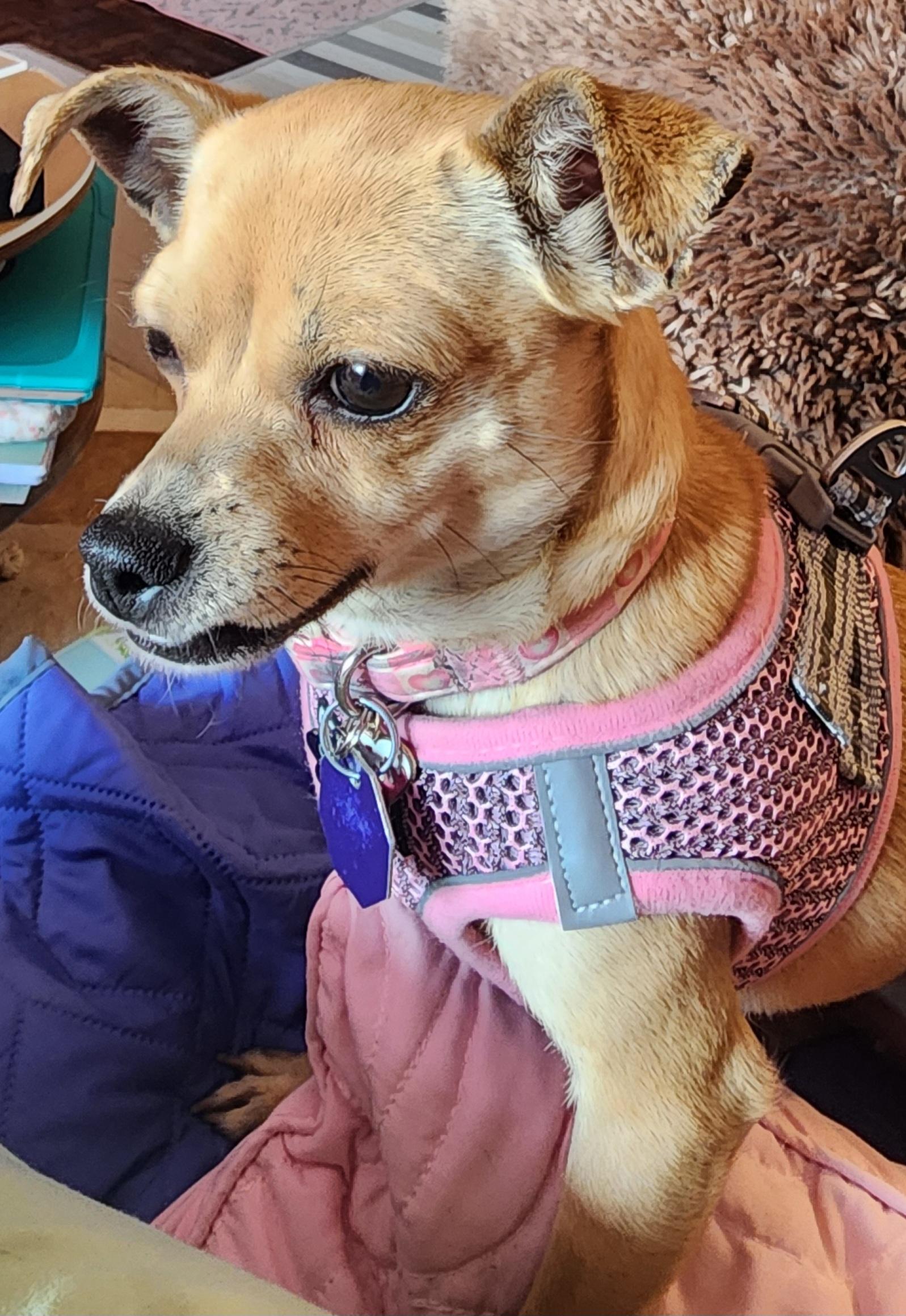 Cookie 2, a ADOPTABLE mixed breed in Toronto, ON image 4/6