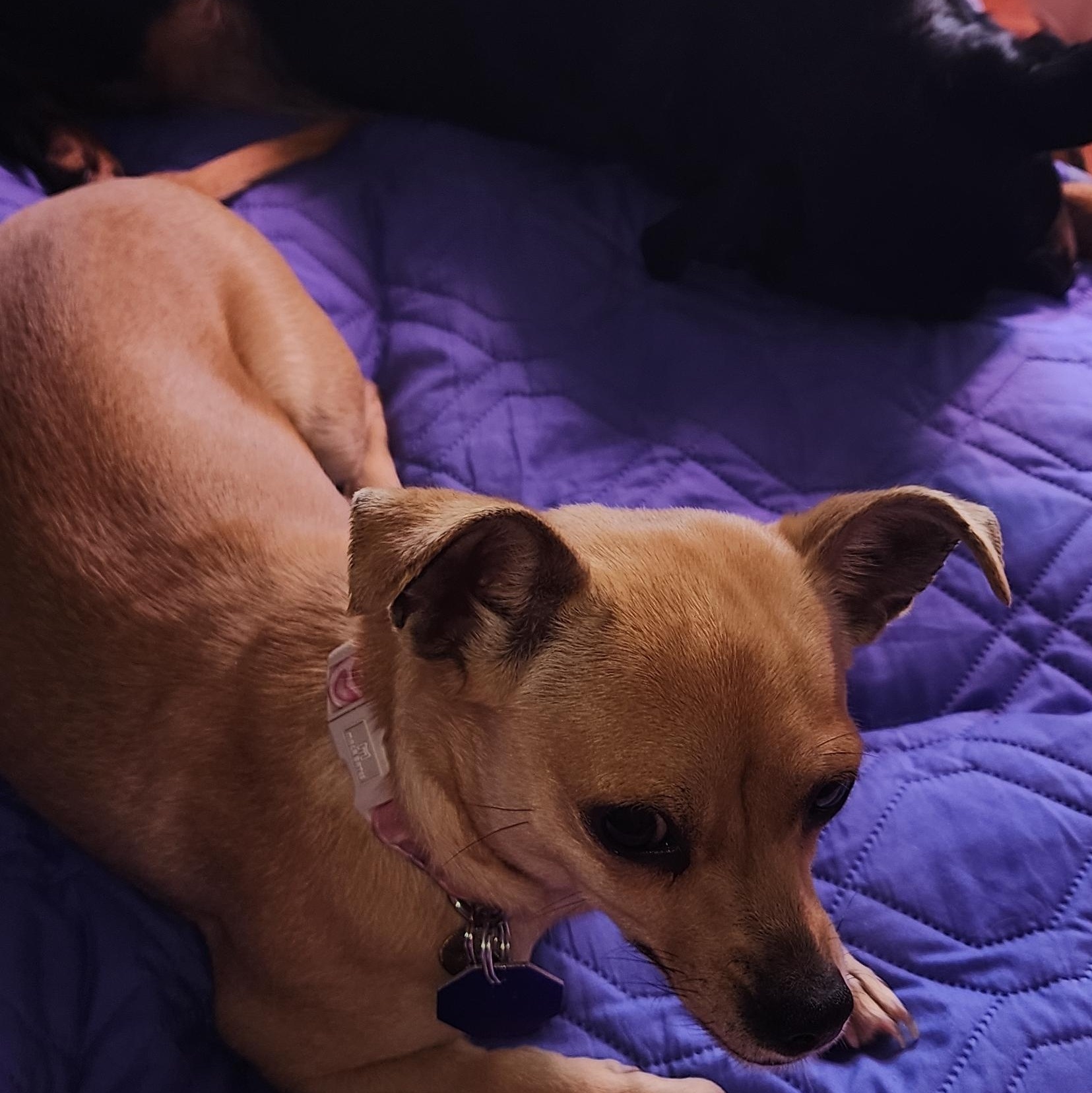 Cookie 2, a ADOPTABLE mixed breed in Toronto, ON image 3/6