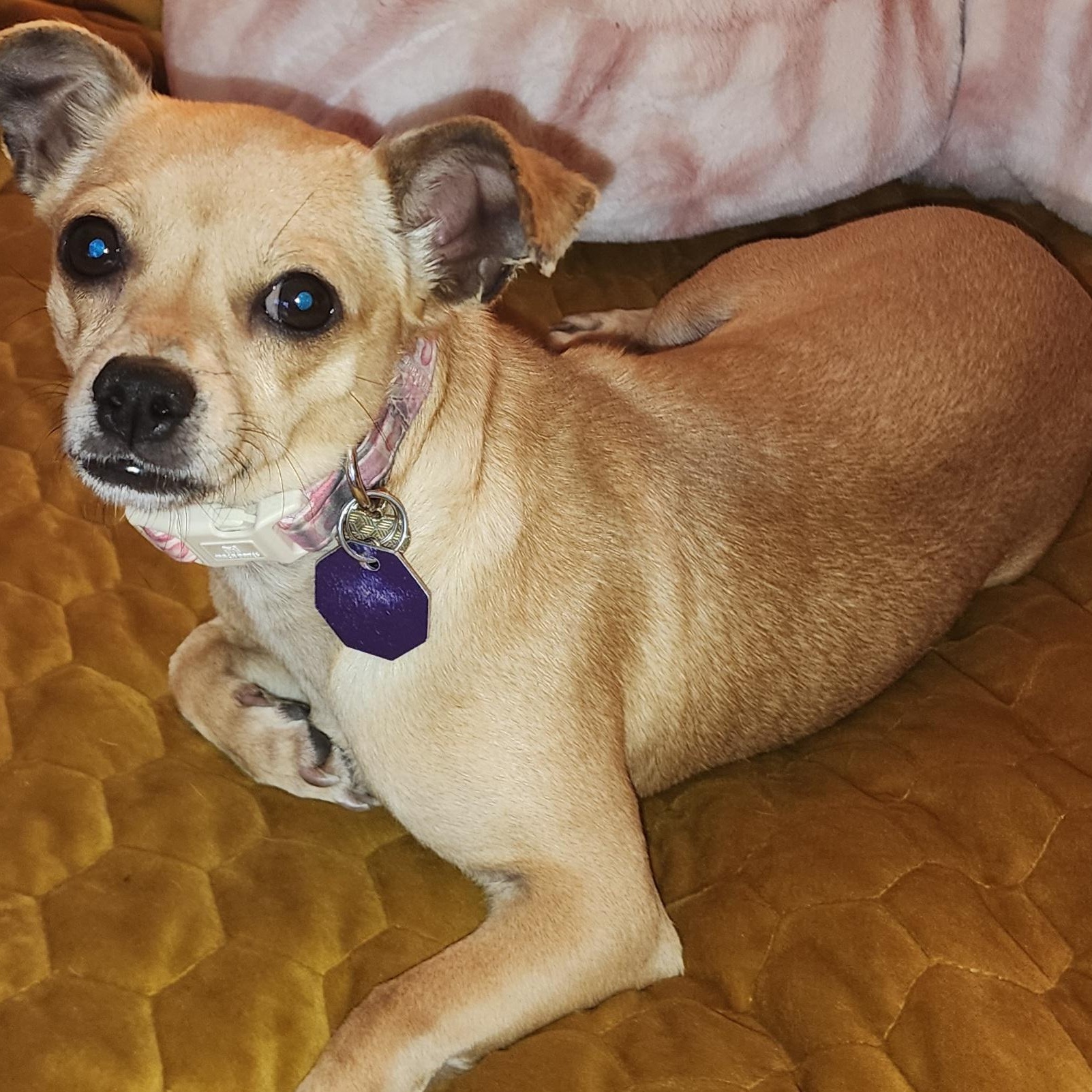 Cookie 2, ADOPTABLE, Adult Female Chihuahua.