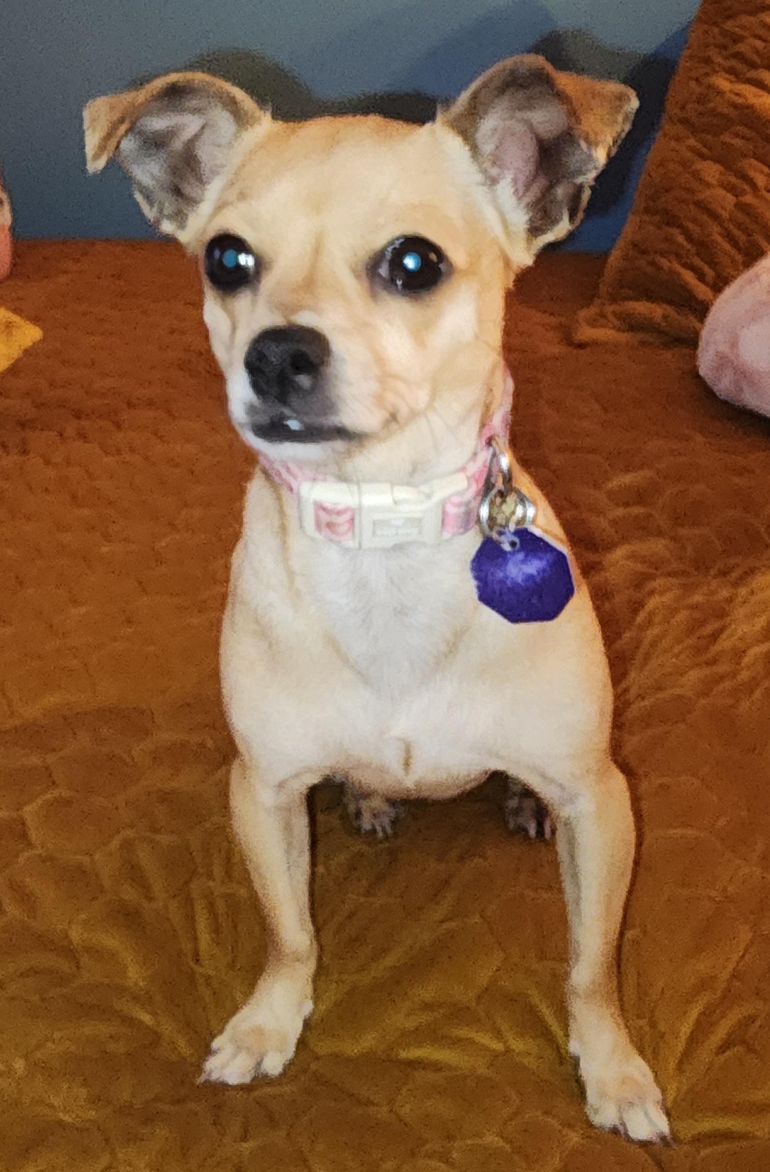 Cookie 2, a ADOPTABLE mixed breed in Toronto, ON image 6/6