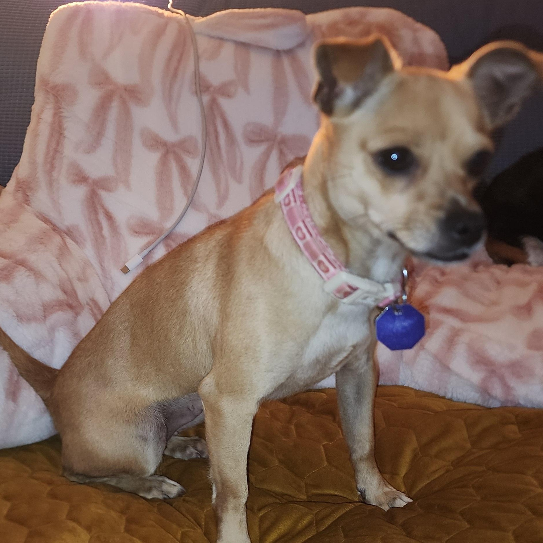 Cookie 2, a ADOPTABLE mixed breed in Toronto, ON image 5/6