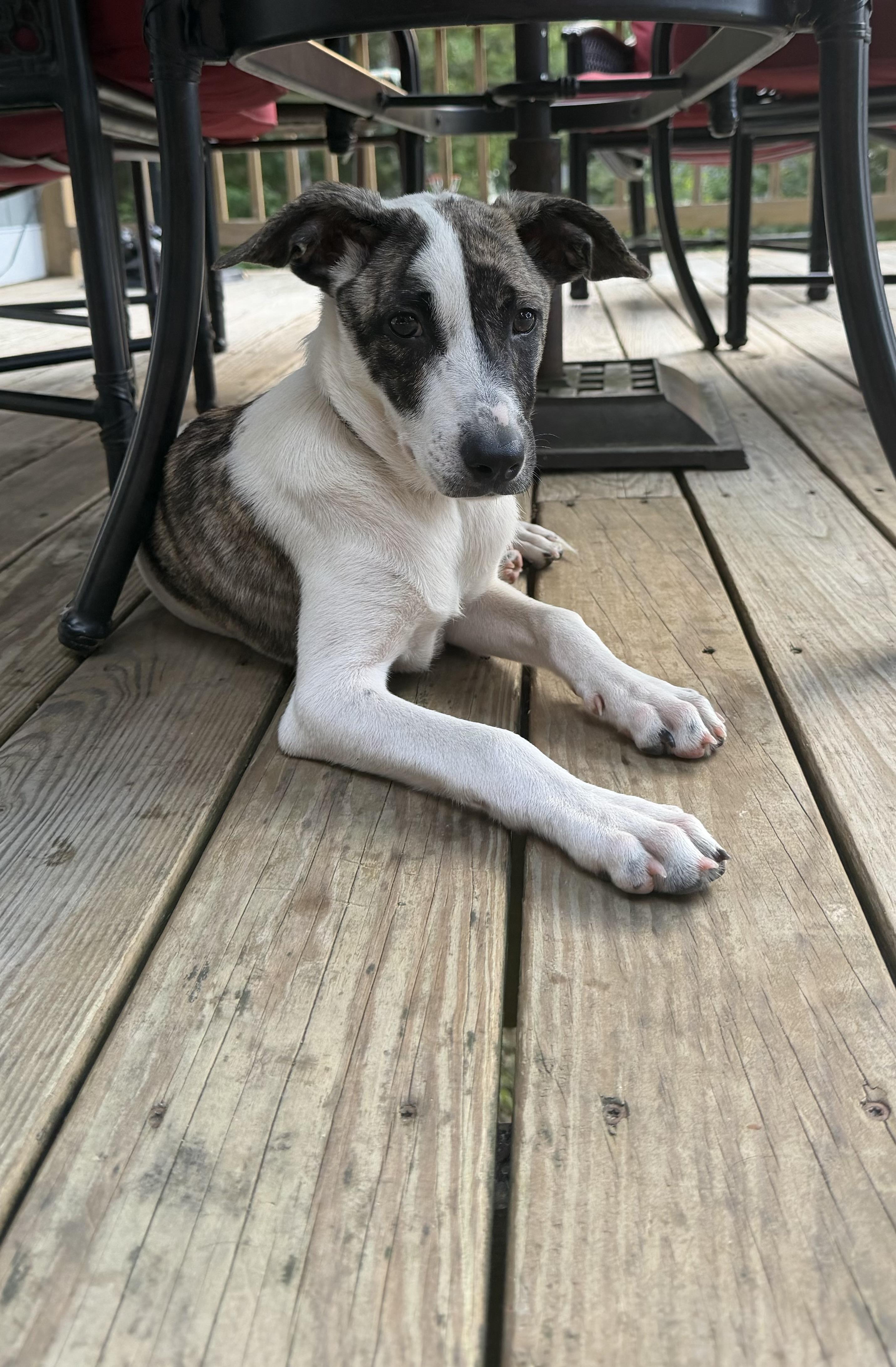 Pupperoni, a Adoptable mixed breed in Portland, ME image 5/5