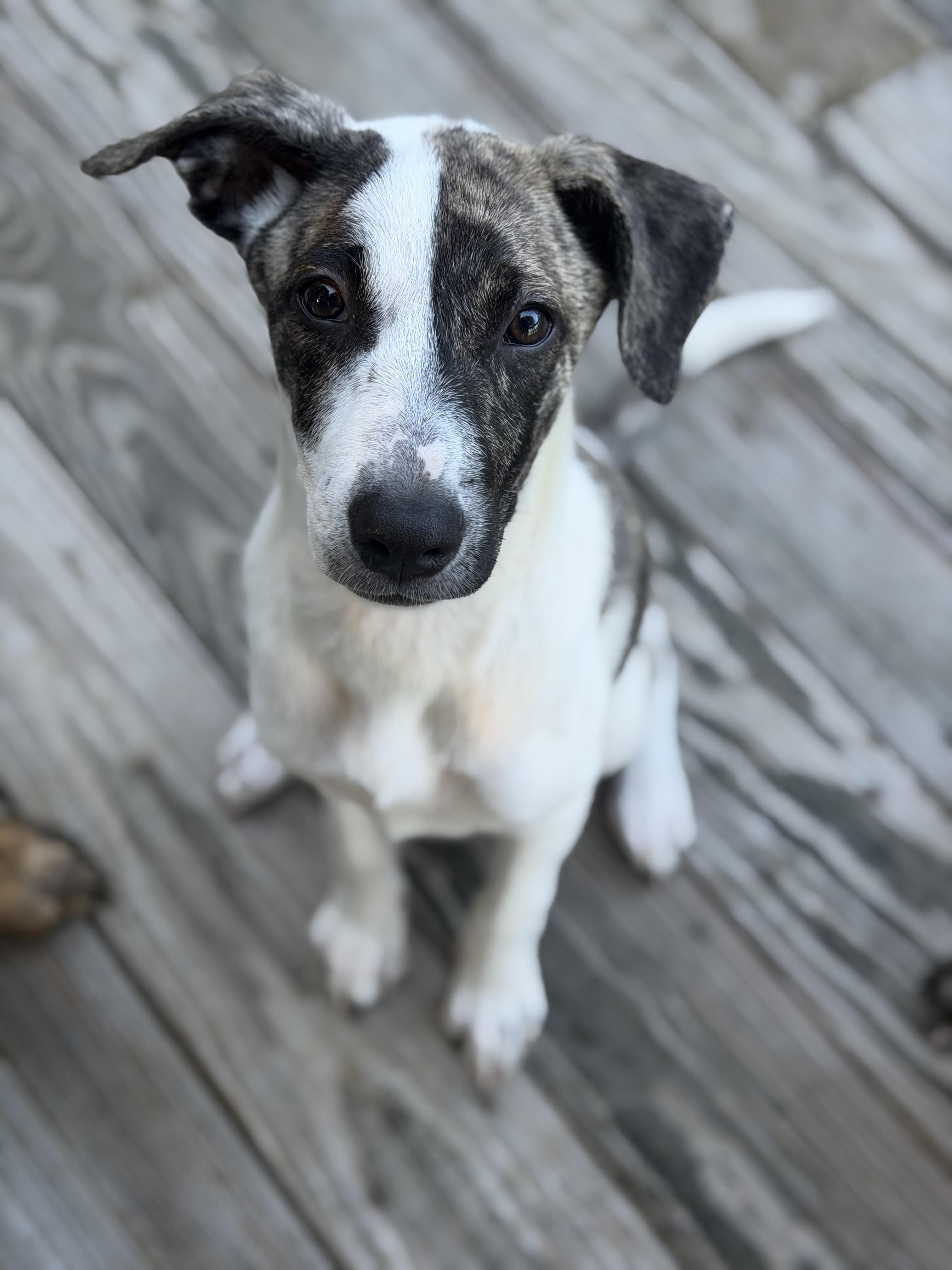 Pupperoni, Adoptable, Puppy Female Hound.