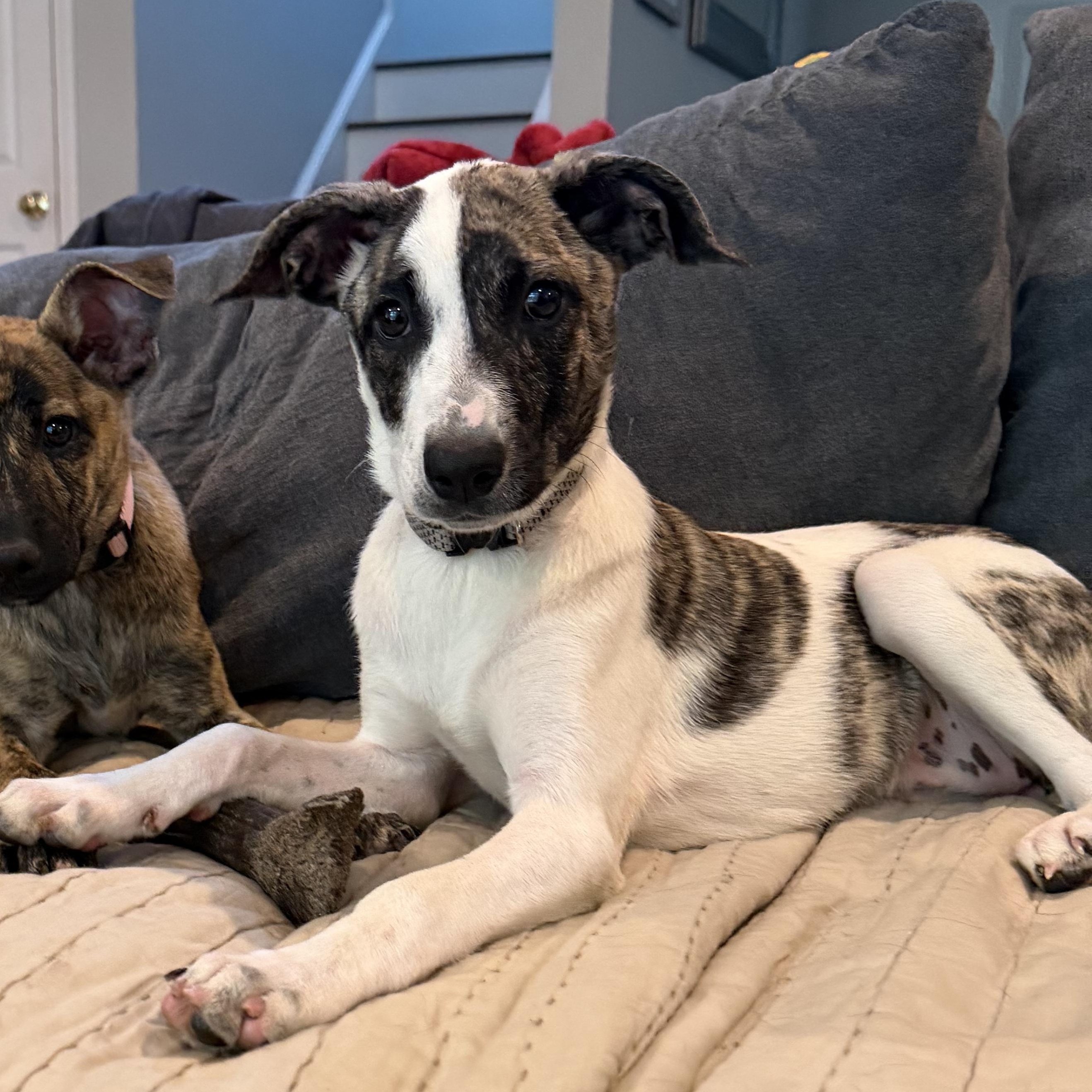 Pupperoni, a Adoptable mixed breed in Portland, ME image 2/5