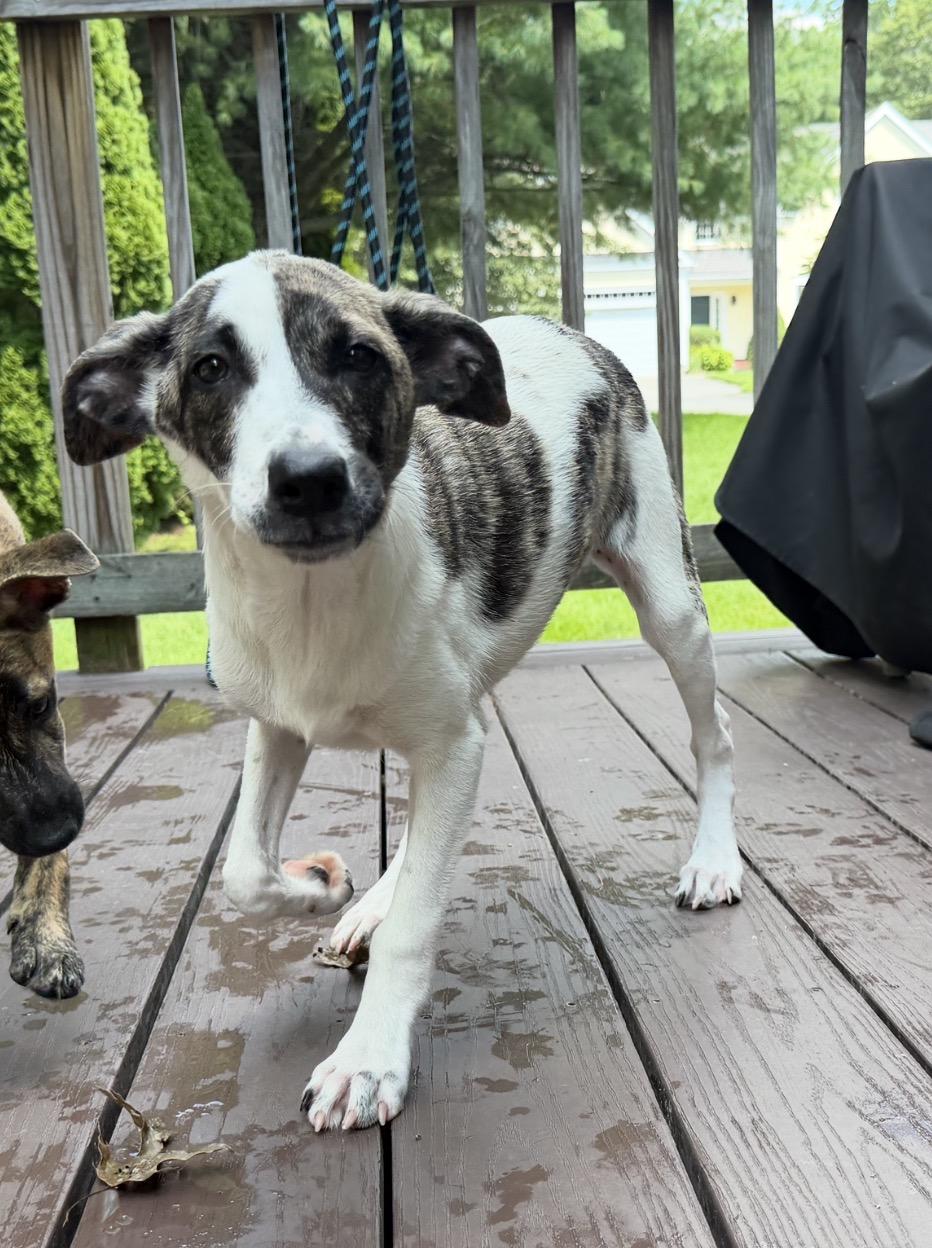 Pupperoni, a Adoptable mixed breed in Portland, ME image 4/5